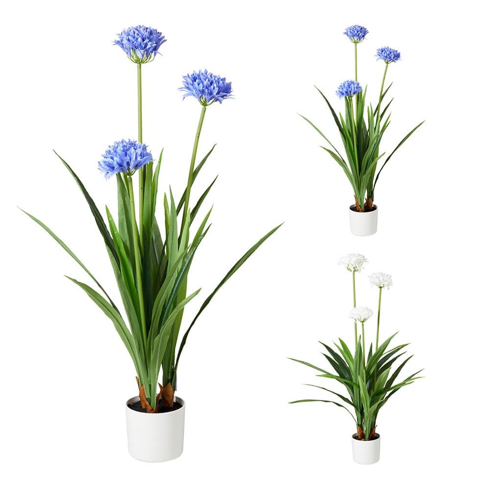 MACETA DE AGAPANTO, COLORES SURTIDOS, 70 x 120 cm